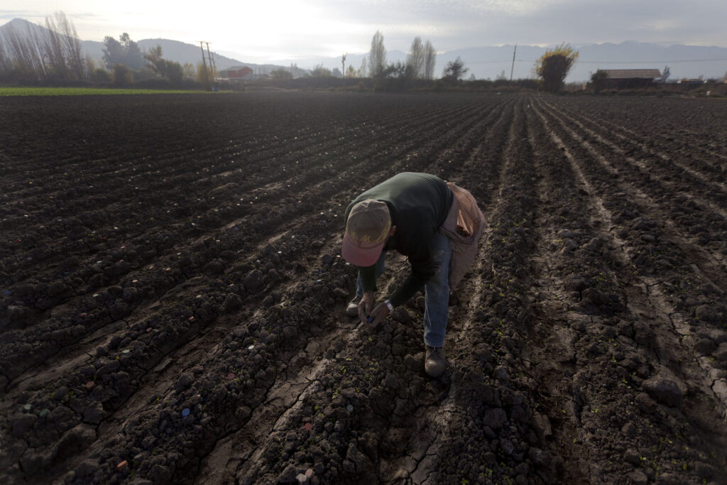 <strong>AGROSEGUROS Y SEREMI DE AGRICULTURA BIOBÍO LLAMAN A AGRICULTORES Y GANADEROS A PROTEGERSE CON LOS SEGUROS AGROPECUARIOS CON SUBSIDIO ESTATAL</strong>