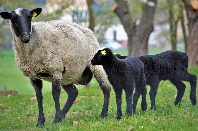 AGROSEGUROS DEL MINAGRI LLAMA A LAS Y LOS PRODUCTORES A CONTRATAR OPORTUNAMENTE EL SEGURO GANADERO CON SUBSIDIO ESTATAL