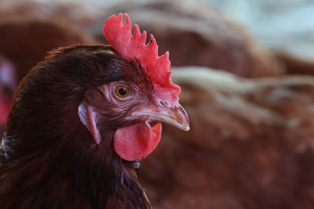 AGROSEGUROS CONTRATA NUEVO SEGURO PARA ENFERMEDADES EXÓTICAS EN AVES