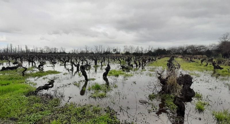 Ministerio de Agricultura recuerda que existe un procedimiento de denuncias ante siniestros